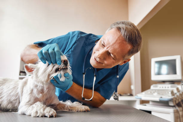 Best Emergency Treatment for Dental Infections or Abscesses in Madison, OH